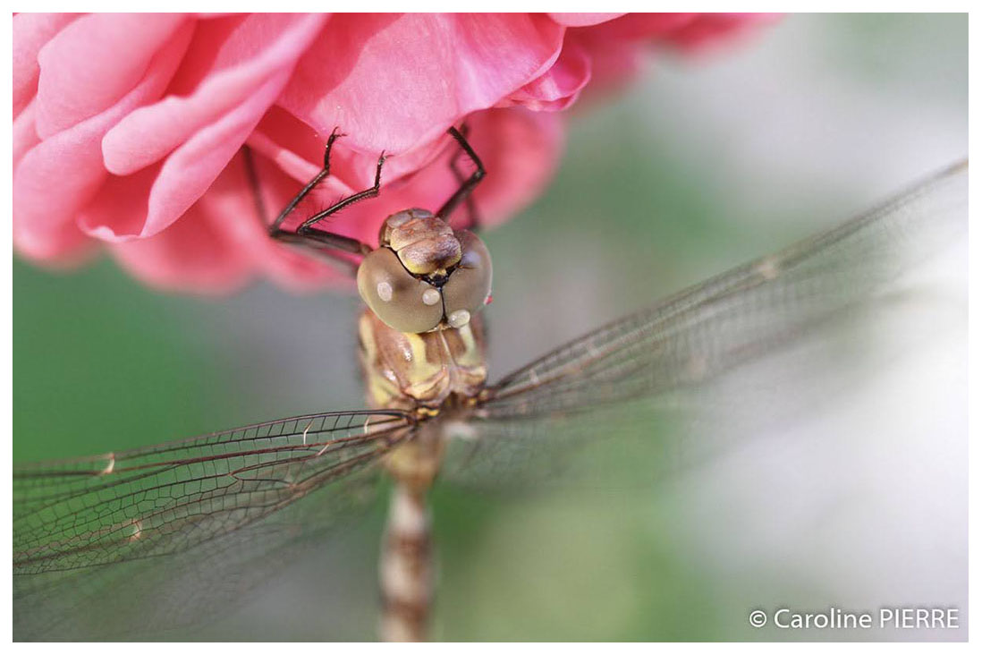 Accueil FAUNE ET FLOREAccueil-CAROLINE PIERRE PHOTOGRAPHE
