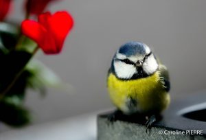 Unknown-3 - CAROLINE PIERRE PHOTOGRAPHE Unknown-3PHOTOGRAPHE MEAUX : OHHHH,MON BEL OISEAU... - CAROLINE PIERRE PHOTOGRAPHE