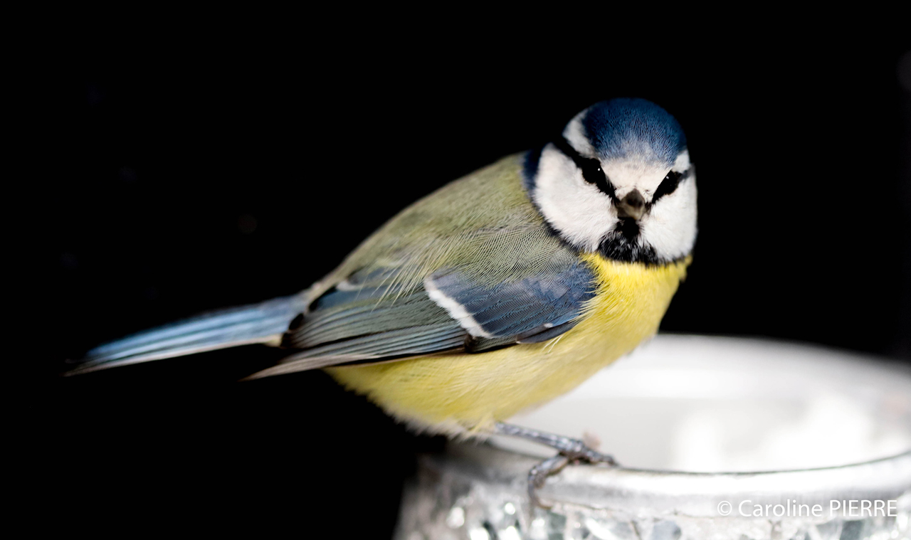 photographe-la-rochelle-royan-la-palmrePHOTOGRAPHE MEAUX : OHHHH,MON BEL OISEAU... - CAROLINE PIERRE PHOTOGRAPHE