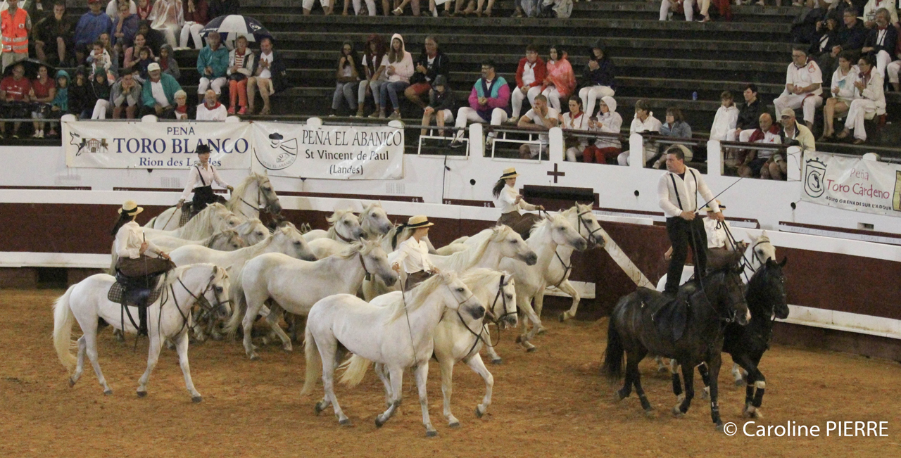 spectacles-chevaux-ferias-dax-landesPHOTOGRAPHE DAX (Sud-Ouest, Landes): FÉRIAS DE DAX - CAROLINE PIERRE PHOTOGRAPHE