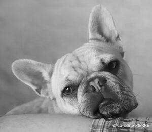 seance-photos-animal-compagnie-nouvelle-aquitaine - CAROLINE PIERRE PHOTOGRAPHE seance-photos-animal-compagnie-nouvelle-aquitaineSÉANCE PHOTOS EN NOUVELLE-AQUITAINE - CAROLINE PIERRE PHOTOGRAPHE